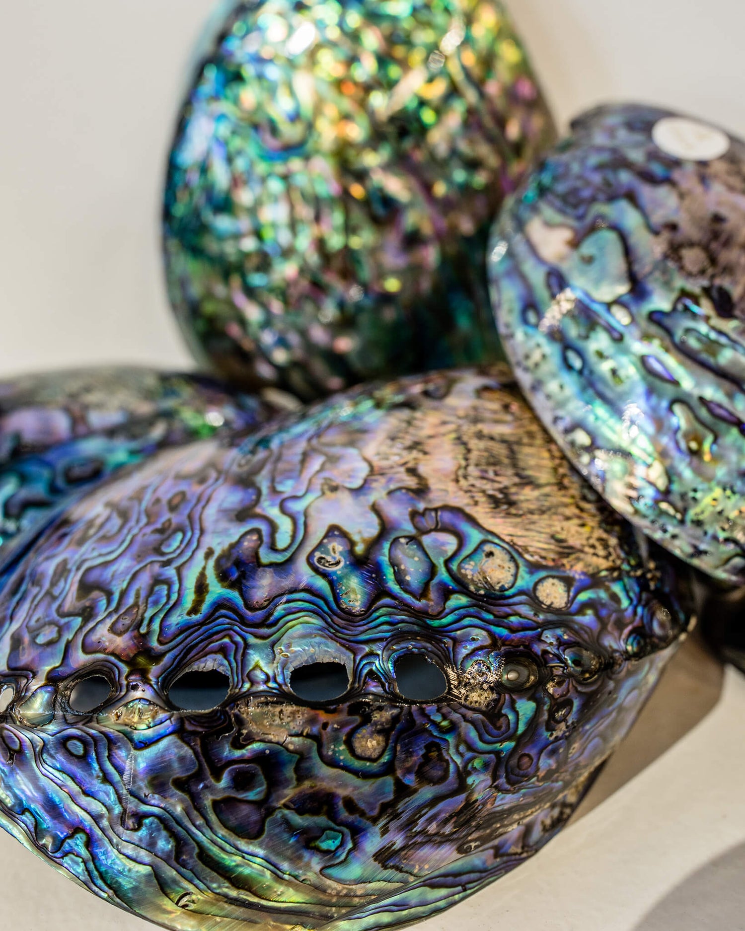 Paua Shell