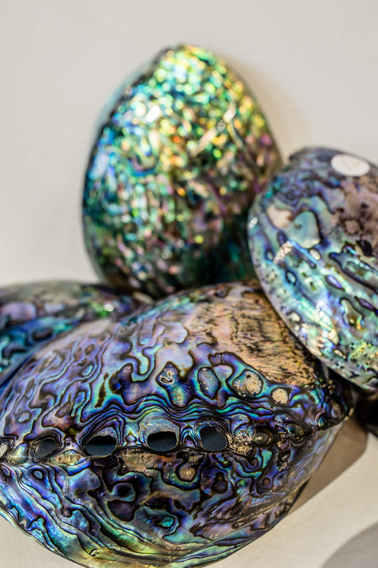 Polished Paua shells from Pacific Jewels - Southern Paua in Kaikoura, NZ