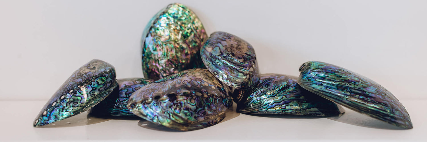 Polished Paua shells from Pacific Jewels - Southern Paua in Kaikoura, NZ