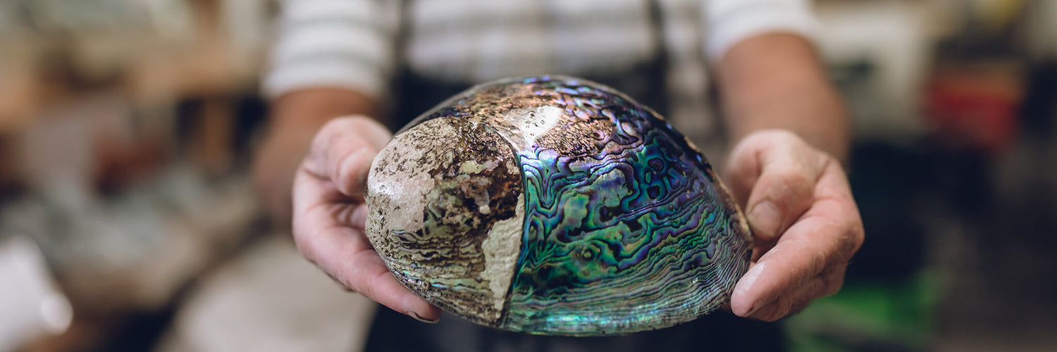 Polished Paua shells from Pacific Jewels - Southern Paua in Kaikoura, NZ
