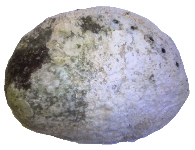 Paua Shell Grounding Service from Pacific Jewel - Southern Paua New Zealand