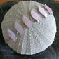 Sterling Silver Pink Shell Bracelet from Pacific Jewel - Southern Paua New Zealand