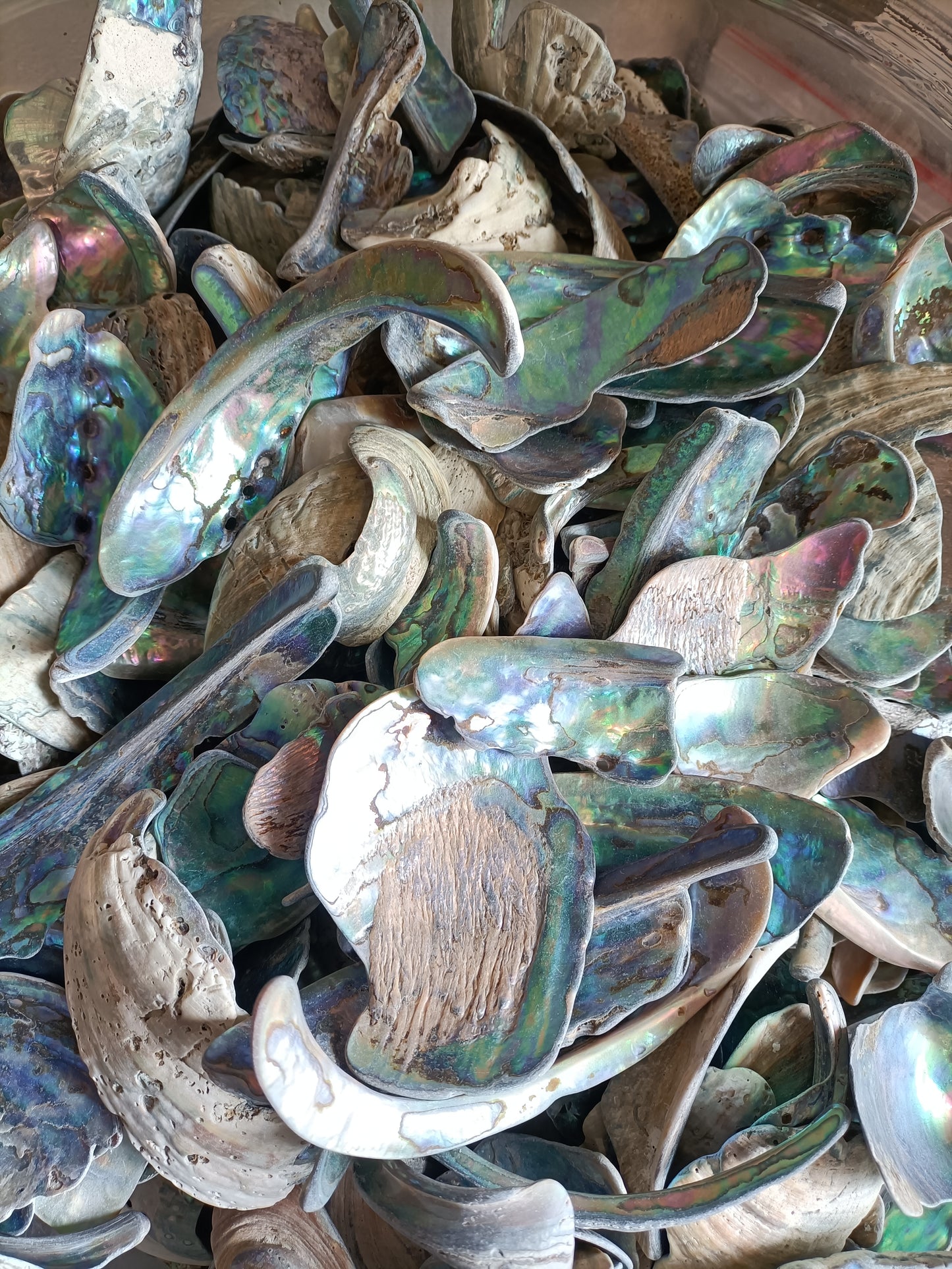 Paua Shell Tumbled Raw Pieces 500g from Pacific Jewel - Southern Paua New Zealand
